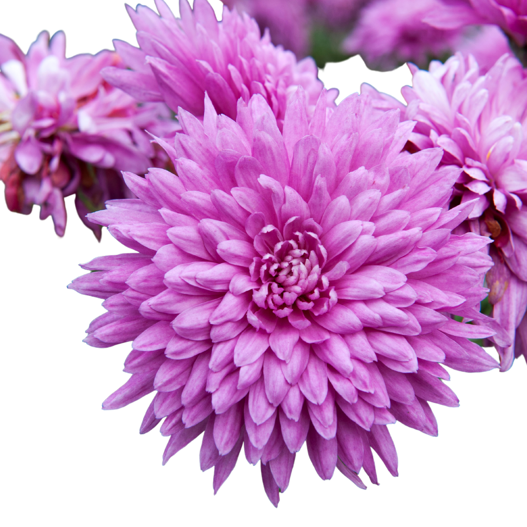 Chrysanthemum Disbuds