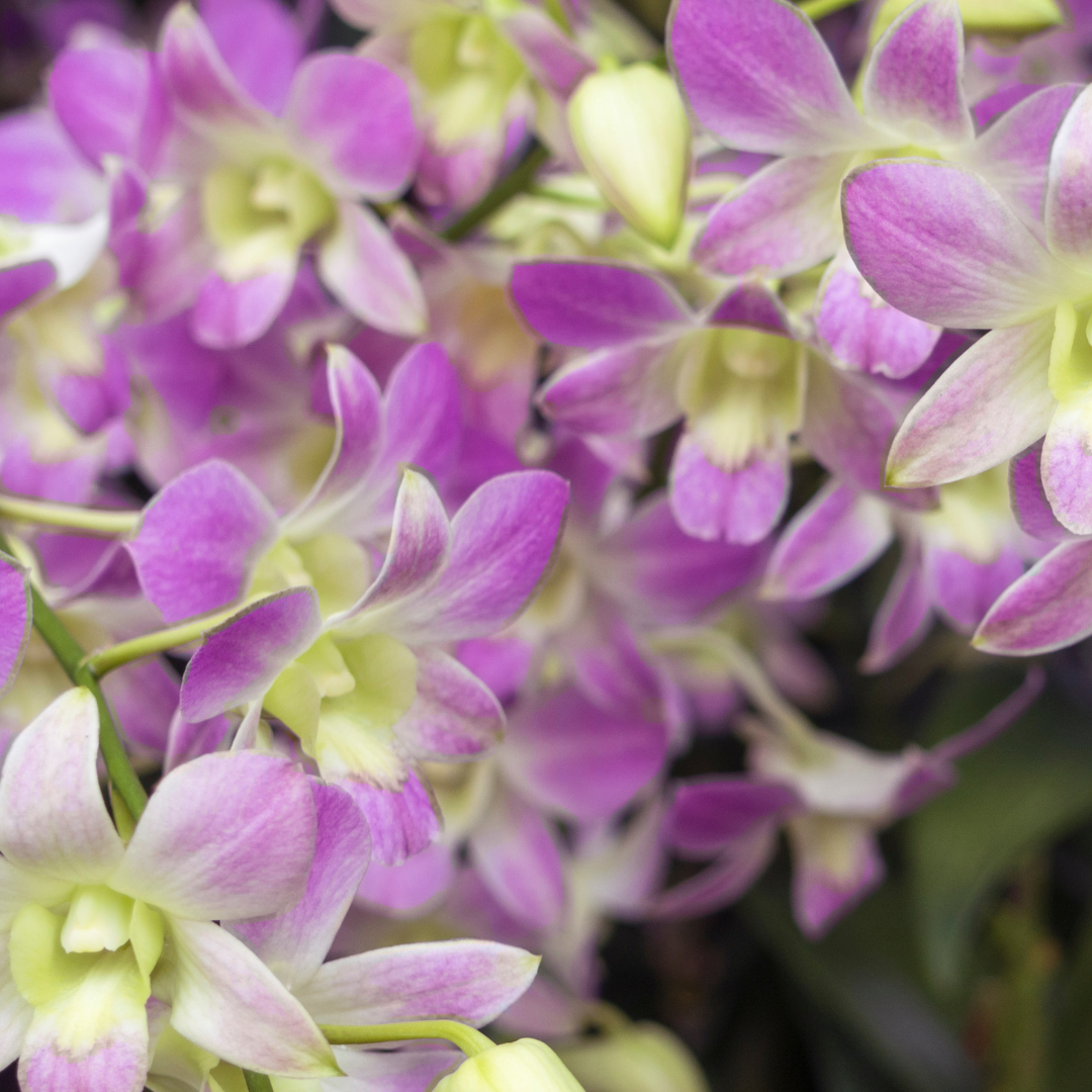 Singapore Orchids