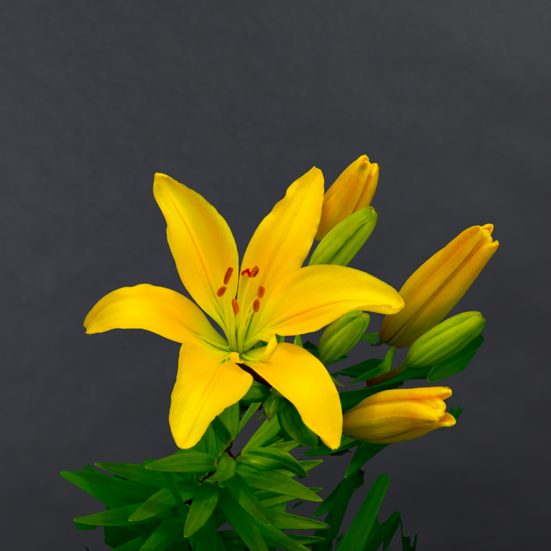 Asiatic lily