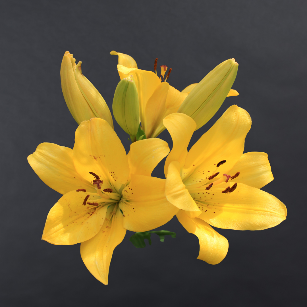 Asiatic lily