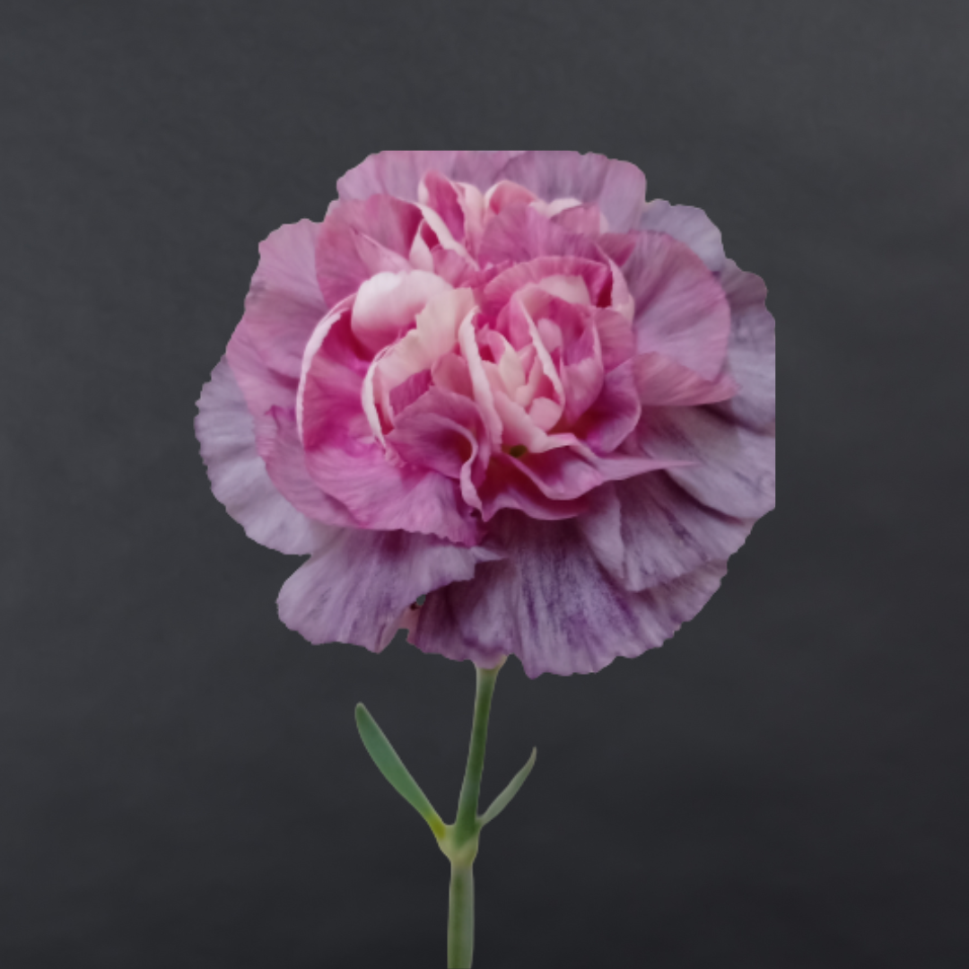 Purple Carnation