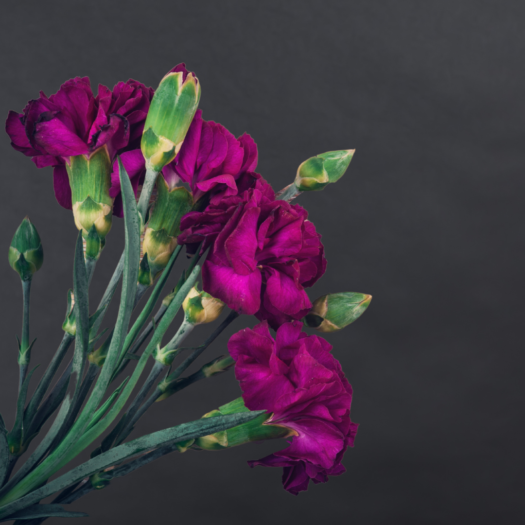 Purple Carnation