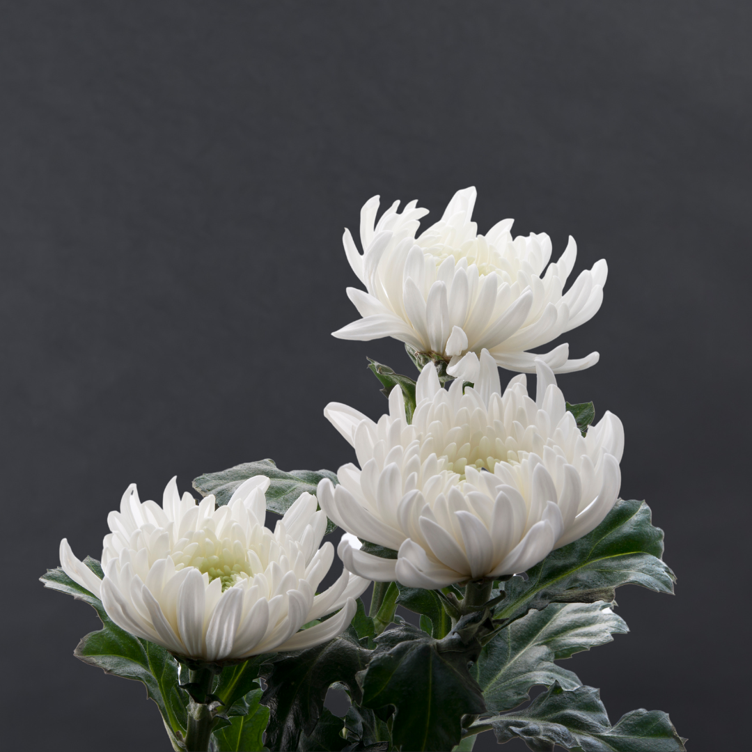 Chrysanthemum Disbuds